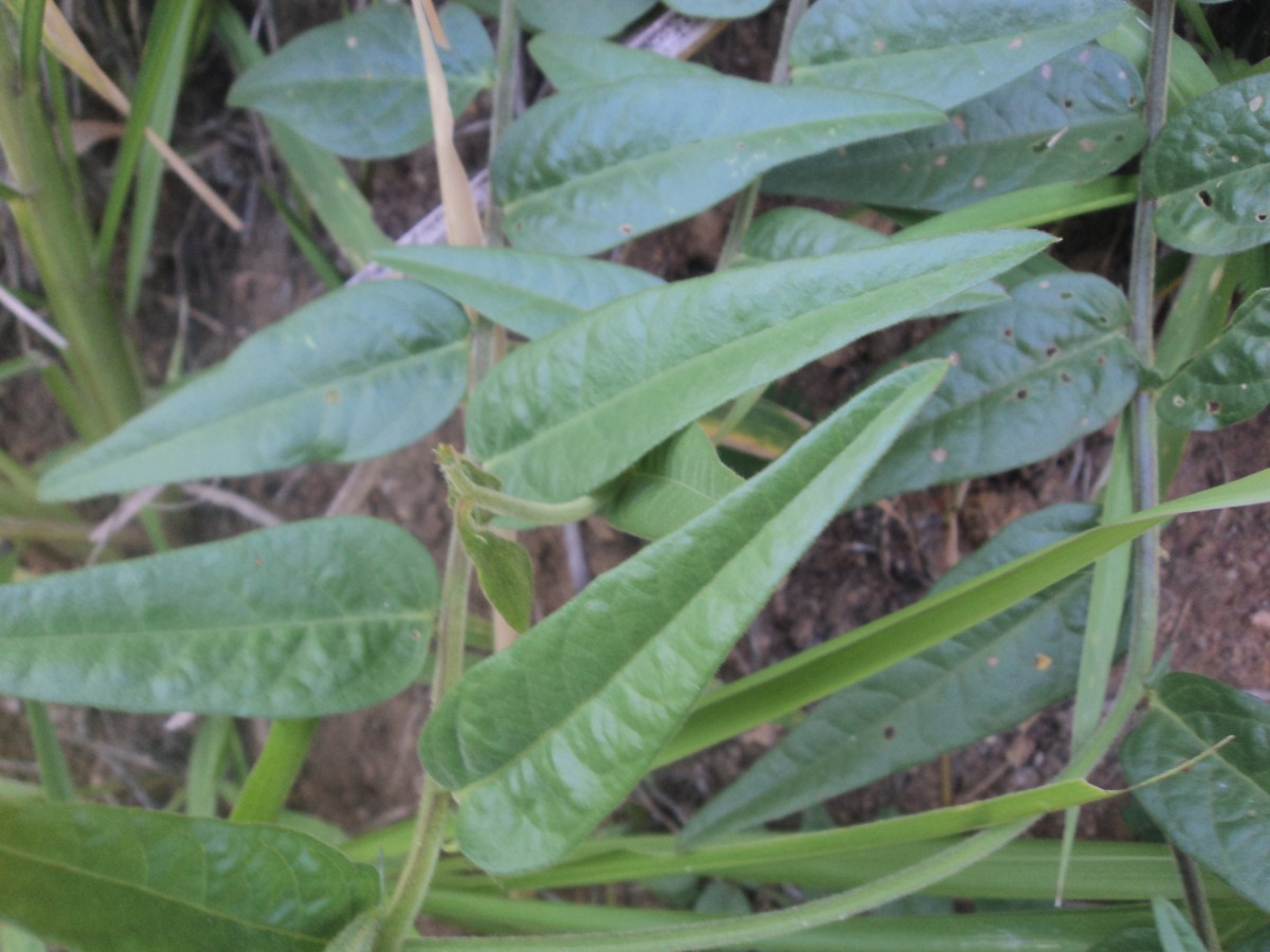 Crotalaria multiflora Benth.